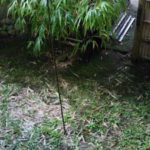 施工前(10) 廊下から見る中庭 坪庭