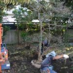 施工中(1) 樹木移植