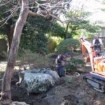 施工中(3) 樹木移植