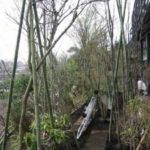 施工中（6） 植栽