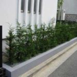 施工後（2） レイランドヒノキ生垣