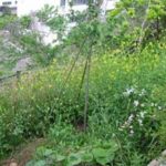 施工後（24） 法面に菜の花が咲ききれいです