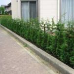 施工後（16） レイランドヒノキ生垣