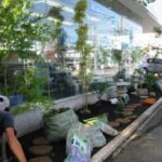 施工中（8） 植栽