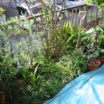 施工前（1） 草や植木が雑然と植えてあるだけでした。