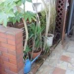 施工前（1） 木が大きくなり道路にはみ出ています