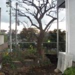 施工中（1） 伐根