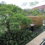 施工後（7） 既存の老木のモミジも移植に耐えました