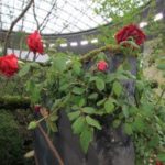 施工後(19) 版築壁には、ピエールドロンサールを絡めて、石楠花を添えました。