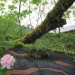 施工後(21) 突き出た苔から水が滴ります。