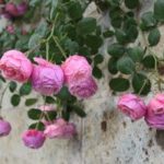 施工後(7) 同じくホンポネッラを絡ませて、アーチを彩りました。