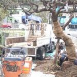 施工中(1) 梅の古木移植