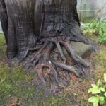 施工後(22) 古木の歴史を感じます