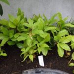 施工後（3） 下草類