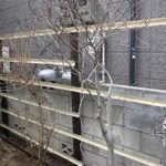 施工中（3） 押し縁竹