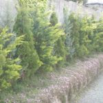 施工１年後(１)