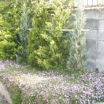 施工１年後(２)