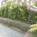 施工１年後(４)