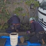 施工中(20)玄関前、植栽やり替え