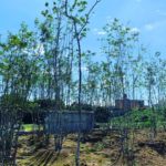 施工中(21)こだわりの雑木 仕入れに行きました