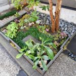 施工後　玄関前植栽