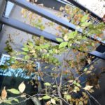 施工後　浴室前の中庭空間