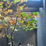 施工後　浴室前の中庭空間