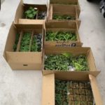 施工中（13）全国各地から下草を調達