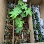 施工中（14）全国各地から下草を調達