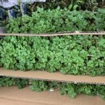 施工中（15）全国各地から下草を調達