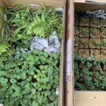 施工中（16）全国各地から下草を調達