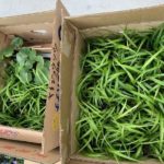 施工中（17）全国各地から下草を調達