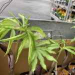 施工中（18）全国各地から下草を調達