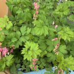 施工中（19）全国各地から下草を調達