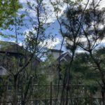 施工中（22）植栽