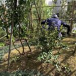 施工中（23）植栽