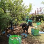 施工中（4）既存木の木の根を丁寧に除去