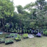 施工中（17）植栽