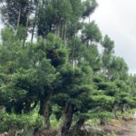 施工中（21）京都へ台杉の剪定