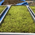 施工中（14）下草類