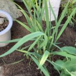 施工中（16）下草類