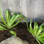 施工中（17）下草類