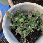 施工中（18）下草類